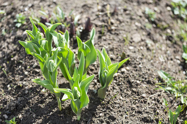 プランター栽培で出来る！チューリップ栽培におすすめの培養土＆育て方のポイントをご紹介！