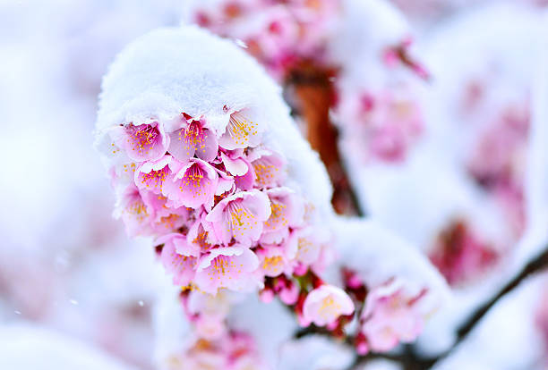 冬に咲く花の代表的な種類とは 寒い冬でも育てられる冬の花18選 Garche