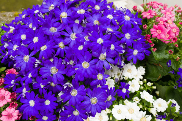 冬に咲く花の代表的な種類とは 寒い冬でも育てられる冬の花18選