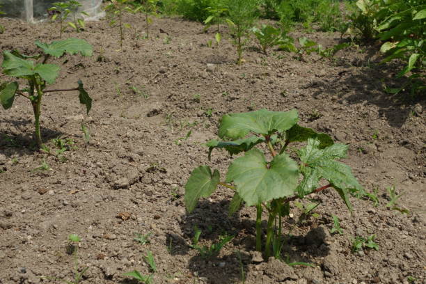 オクラの育て方とは 最適な肥料や用土などプランターでの栽培方法をご紹介 Garche