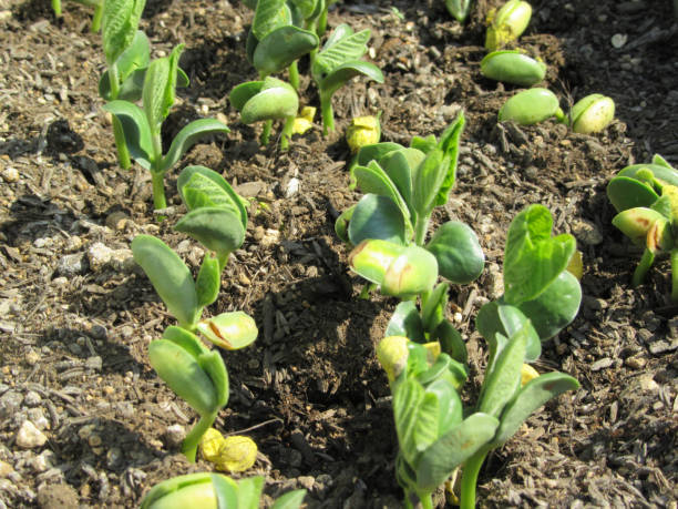 枝豆の育て方とは 家庭菜園にも最適 プランターで栽培する方法って 摘芯 支柱の仕立て方などポイントを詳しくご紹介