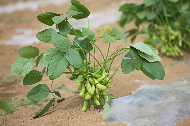 枝豆の育て方とは 家庭菜園にも最適 プランターで栽培する方法って 摘芯 支柱の仕立て方などポイントを詳しくご紹介 Garche