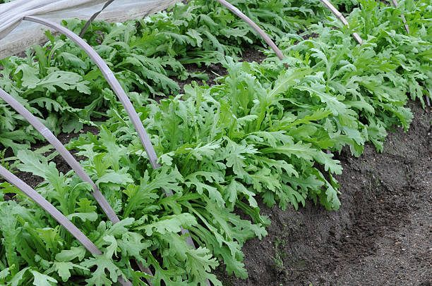 春菊 シュンギク の栽培方法は 冬の食卓に欠かせない野菜 春菊のプランターや家庭菜園で収穫できる育て方をご紹介