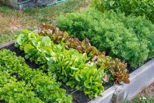 アブラムシが家庭菜園で大量発生 簡単な駆除方法と対策をご紹介
