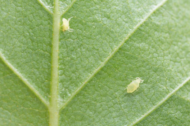 害虫の駆除方法とは 大切な植物の天敵 ガーデニングを行う上で知っておくべき害虫12選 Garche