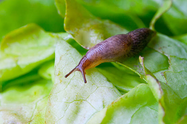 家庭菜園の害虫 ナメクジを駆除したい おすすめの駆除方法と予防方法をご紹介