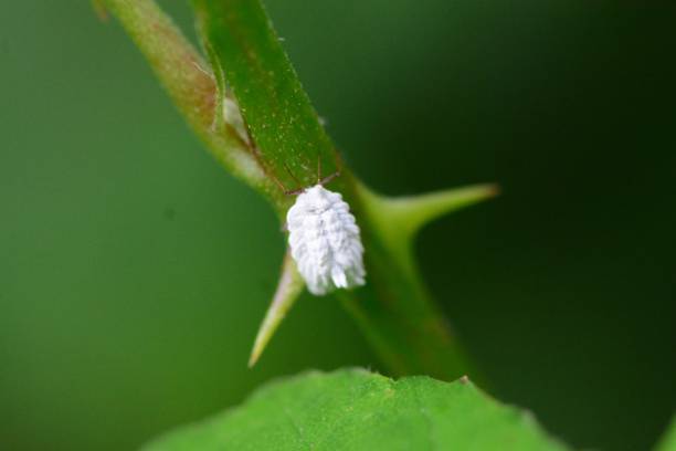 害虫の駆除方法とは 大切な植物の天敵 ガーデニングを行う上で知っておくべき害虫12選 Garche