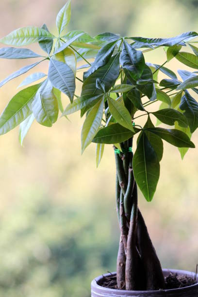 観葉植物パキラのベランダや室内での育て方とは 挿し木や剪定方法をご紹介
