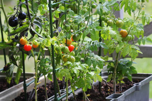 トマトの栽培方法とは 初心者でもベランダで栽培できる プランターで育てるポイントをご紹介 Garche