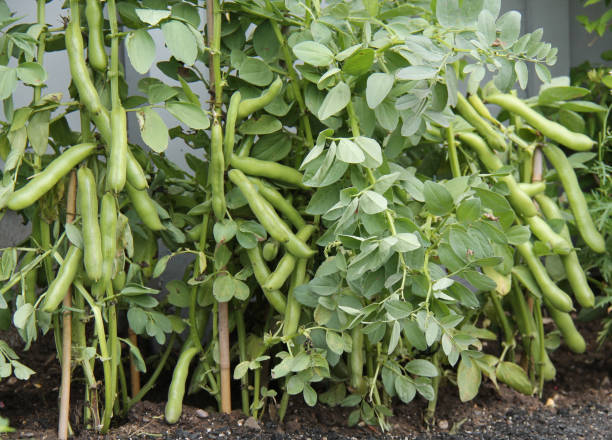 そら豆の栽培方法は 初心者は種まきの時期に注意 プランターでも栽培できる育て方をご紹介