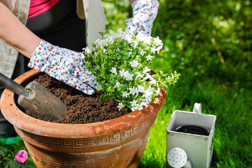 土の処分や廃棄は面倒な方へ 使い方簡単 プランターや観葉植物で使えるおすすめ培養土をご紹介