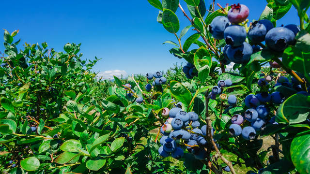 ブルーベリーは鉢植えでも栽培できる 剪定や肥料 適した土や収穫までブルーベリーの育て方をご紹介