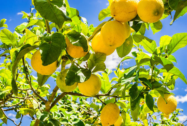 レモンの育て方は 剪定 収穫時期や肥料など鉢植えでもできるレモンの栽培方法をご紹介