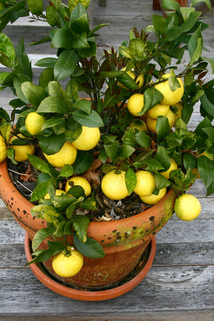 レモンの育て方は 剪定 収穫時期や肥料など鉢植えでもできるレモンの栽培方法をご紹介 Garche