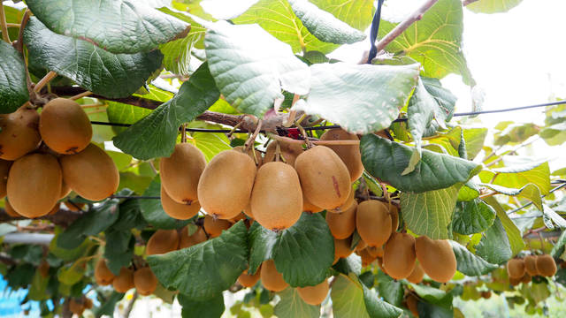 キウイフルーツの栽培は鉢植えでできる 種類や剪定 収穫時期 害虫 肥料 用土などキウイの育て方
