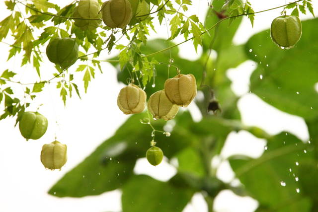 フウセンカズラ 風船葛 の育て方は 種まき時期や肥料 用土など 苗から鉢植えもできるフウセンカズラの栽培方法