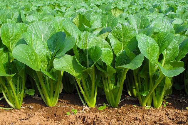 小松菜 コマツナ の栽培方法は 種まき 収穫時期や水やり 肥料 用土など小松菜の育て方