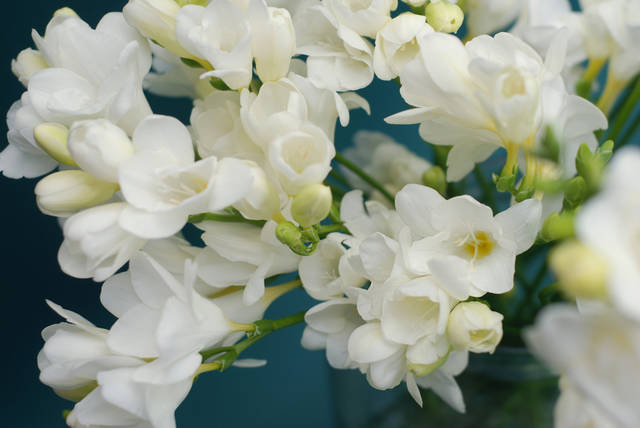 フリージアの育て方とは 花色も豊富で芳香があり 切り花としても親しまれているフリージアの栽培方法をご紹介
