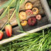 チューリップ栽培におすすめの培養土＆育て方のポイントをご紹介！ - Garché（ガルシェ）