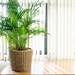 これでもう大丈夫!弱った観葉植物がみるみる元気を取り戻すアイテム - Garché(ガルシェ)