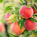 りんごの木の栽培方法は？りんご栽培は苗木からがおすすめ！鉢植えでも出来るりんごの育て方をご紹介 - ガーデニングのいいモノ見つかる Garché