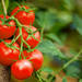 トマト・ミニトマトの栽培は苗から？肥料や用土、水やりのポイントや病気・害虫などトマトの種類や育て方 - ガーデニングのいいモノ見つかる Garché