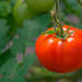初心者でも簡単に始められる！プランターでトマト栽培におすすめの商品をご紹介 - ガーデニングのいいモノ見つかる Garché