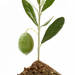 オリーブの育て方│オリーブ栽培の土・肥料選びに迷ったらコレ！おすすめ３選 - ガーデニングのいいモノ見つかる Garché
