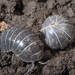 ダンゴムシは害虫?駆除すべき?対処方法から大量発生させないための予防方法までご紹介! - ガーデニングのいいモノ見つかる Garché