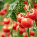トマトの栽培方法とは？初心者でもベランダで栽培できる？プランターで育てるポイントをご紹介 - ガーデニングのいいモノ見つかる Garché