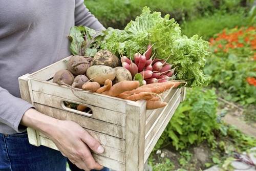 プランターで野菜を育てよう！簡単に出来る根菜（ジャガイモ、ニンニク）栽培に最適なプランターをご紹介
