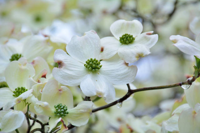 白やピンクの花が咲く シンボルツリーにもぴったりの人気の庭木 ハナミズキの育て方