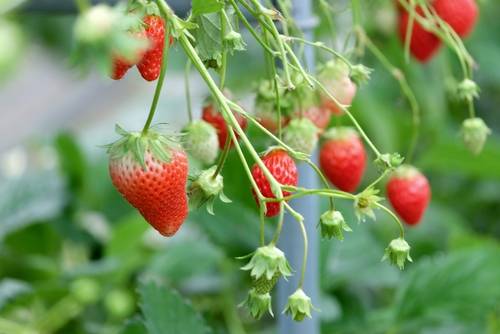 甘い苺 イチゴ を栽培しよう 苺 イチゴ の肥料の時期 やり方 追肥は おすすめの肥料も併せてご紹介
