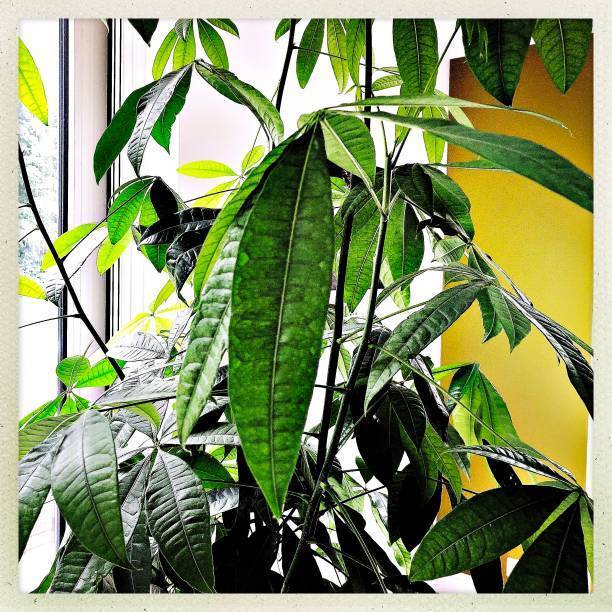 観葉植物パキラのベランダや室内での育て方とは 挿し木や剪定方法をご紹介