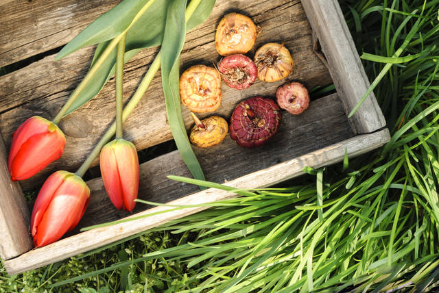 プランター栽培で出来る チューリップ栽培におすすめの培養土 育て方のポイントをご紹介