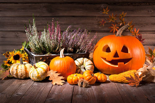 ハロウィン風にお庭を装飾しよう おすすめのガーデニング雑貨をご紹介 Garche