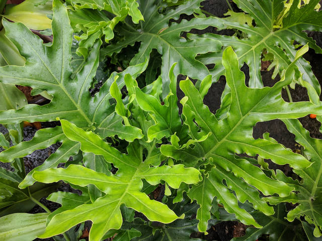 セロームの育て方 水やりや肥料 用土など 鉢植えでも簡単な人気の観葉植物セロームの栽培方法
