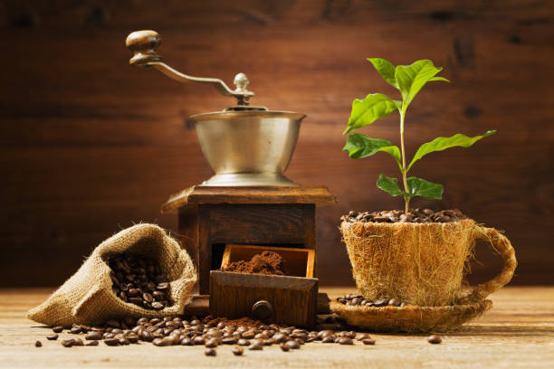 の 風水 コーヒー 木 コーヒーの木を育てて実を収穫しよう｜ガーデニング｜趣味時間