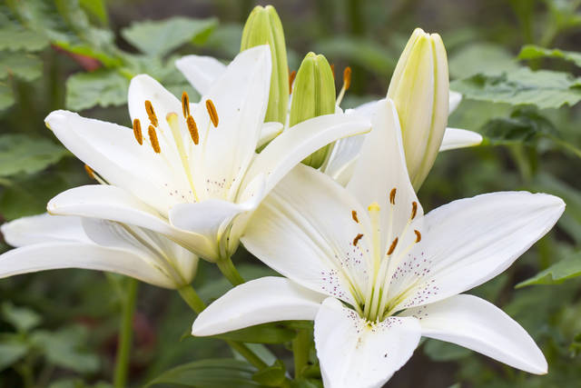 ユリの育て方とは 花の色や形 草丈など さまざまな園芸品種が揃うユリの栽培方法をご紹介