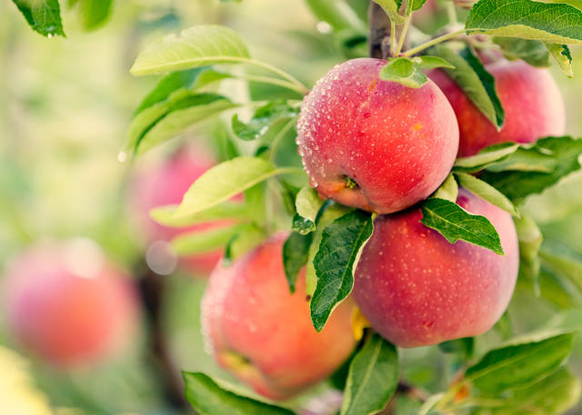 リンゴ 林檎 の栽培方法は リンゴ 林檎 栽培は苗木からがおすすめ