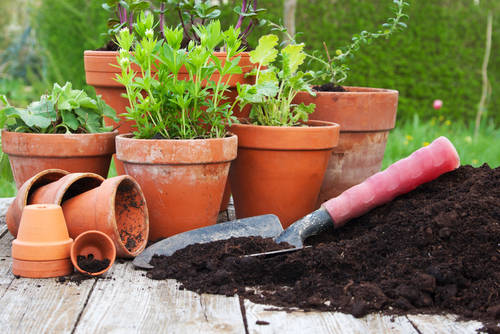 土の処分や廃棄は面倒な方へ 使い方簡単 プランターや観葉植物で使えるおすすめ培養土をご紹介