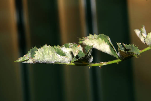 うどんこ病とは 植物の葉が白い うどんこ病対策におすすめの薬剤をご紹介