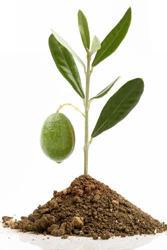 オリーブの育て方 オリーブ栽培の土 肥料選びに迷ったらコレ おすすめ３選 Garche