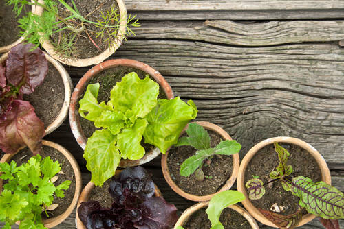 初めてでも簡単 栽培キットを使って野菜 ハーブ 植物を育てよう