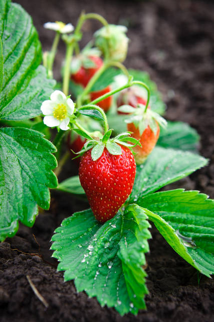 ワイルドストロベリーの育て方は 肥料や用土 水やりなど 室内で鉢植えでもできるワイルドストロベリーの栽培方法