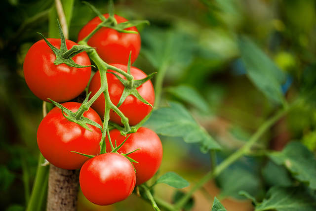 トマト ミニトマトの栽培は苗から 肥料や用土 水やりのポイントや病気 害虫などトマトの種類や育て方