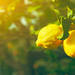 レモンの育て方は？剪定・収穫時期や肥料など鉢植えでもできるレモンの栽培方法をご紹介 - ガーデニングのいいモノ見つかる Garché