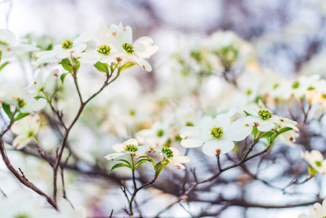 白やピンクの花が咲く シンボルツリーにもぴったりの人気の庭木 ハナミズキの育て方 Garche