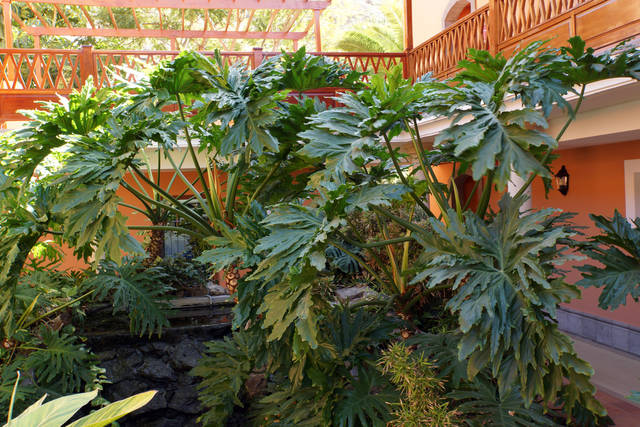 セロームの育て方 水やりや肥料 用土など 鉢植えでも簡単な人気の観葉植物セロームの栽培方法