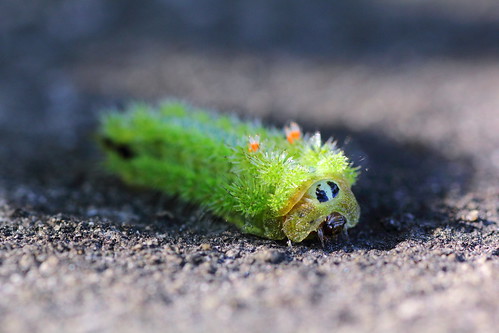 害虫で困ったときは 害虫駆除方法 21年夏版